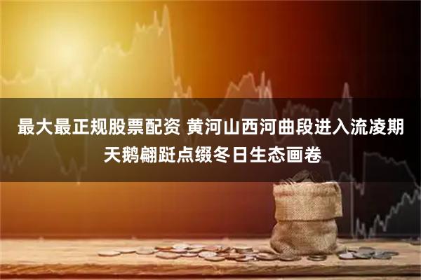 最大最正规股票配资 黄河山西河曲段进入流凌期 天鹅翩跹点缀冬日生态画卷